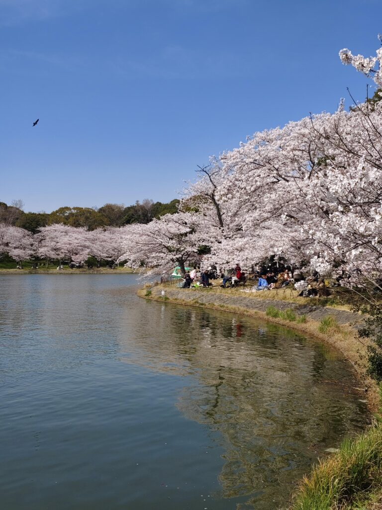 明石公園櫻花