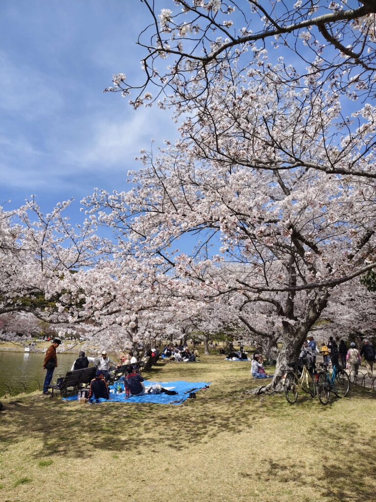 明石公園櫻花