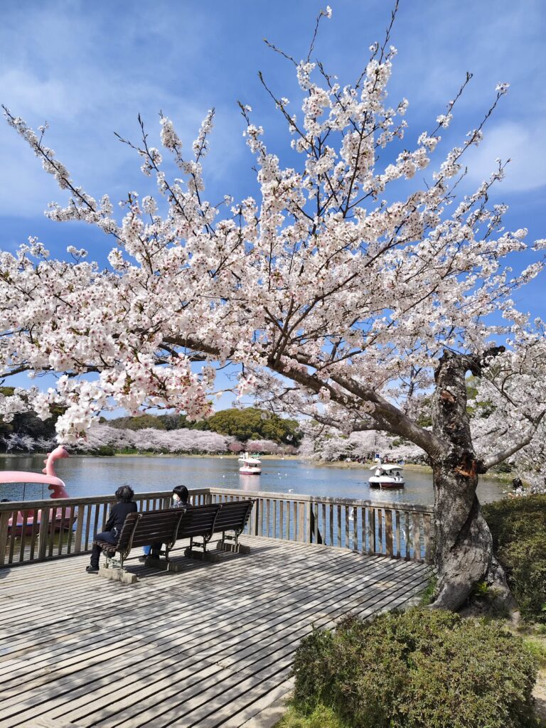 明石公園櫻花