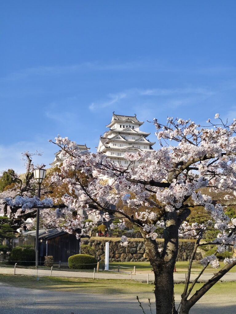 姬路城櫻花
