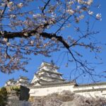 姬路城櫻花