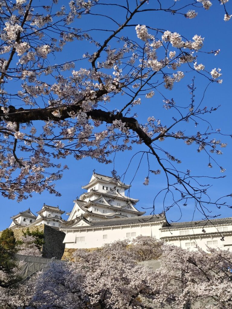 姬路城櫻花