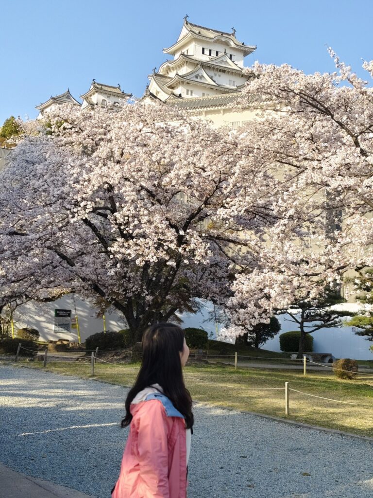 姬路城櫻花